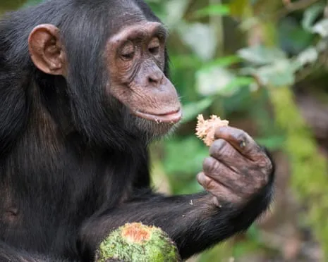 Chimpanzees Consume Everyday Alcohol Equivalent to a Lager from Fermented Fruit